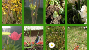 collage zdjęć przedstawiający wiosenne rośliny : forsycje, tulipany, stokrotki
