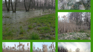 collage zdjęć przedstawiający wiosenne rośliny : trzciny