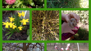 collage zdjęć przedstawiający wiosenne rośliny : forsycje, stokrotki